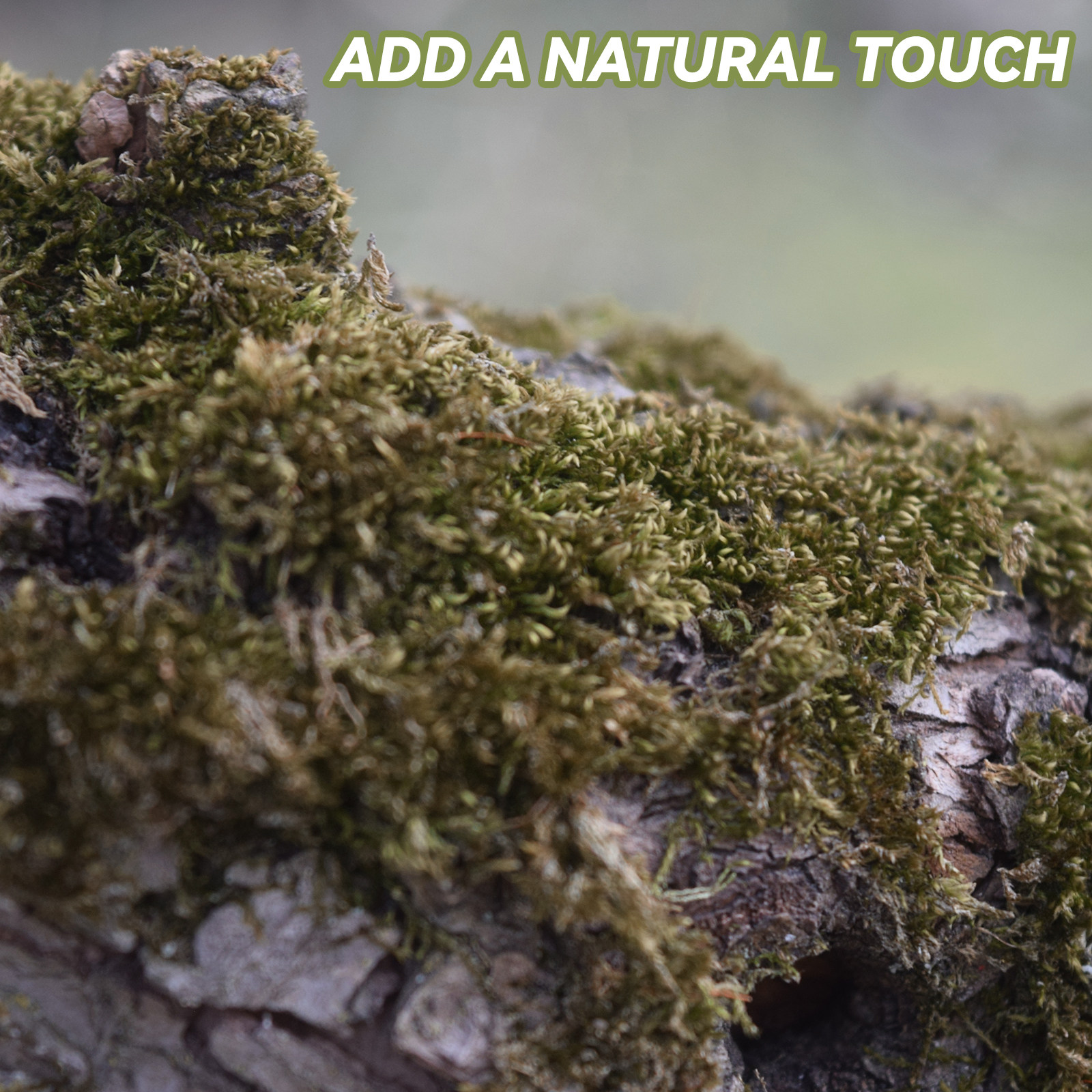 Bonsai Garden Decor - Dried Moss Packs Micro Scene Plants