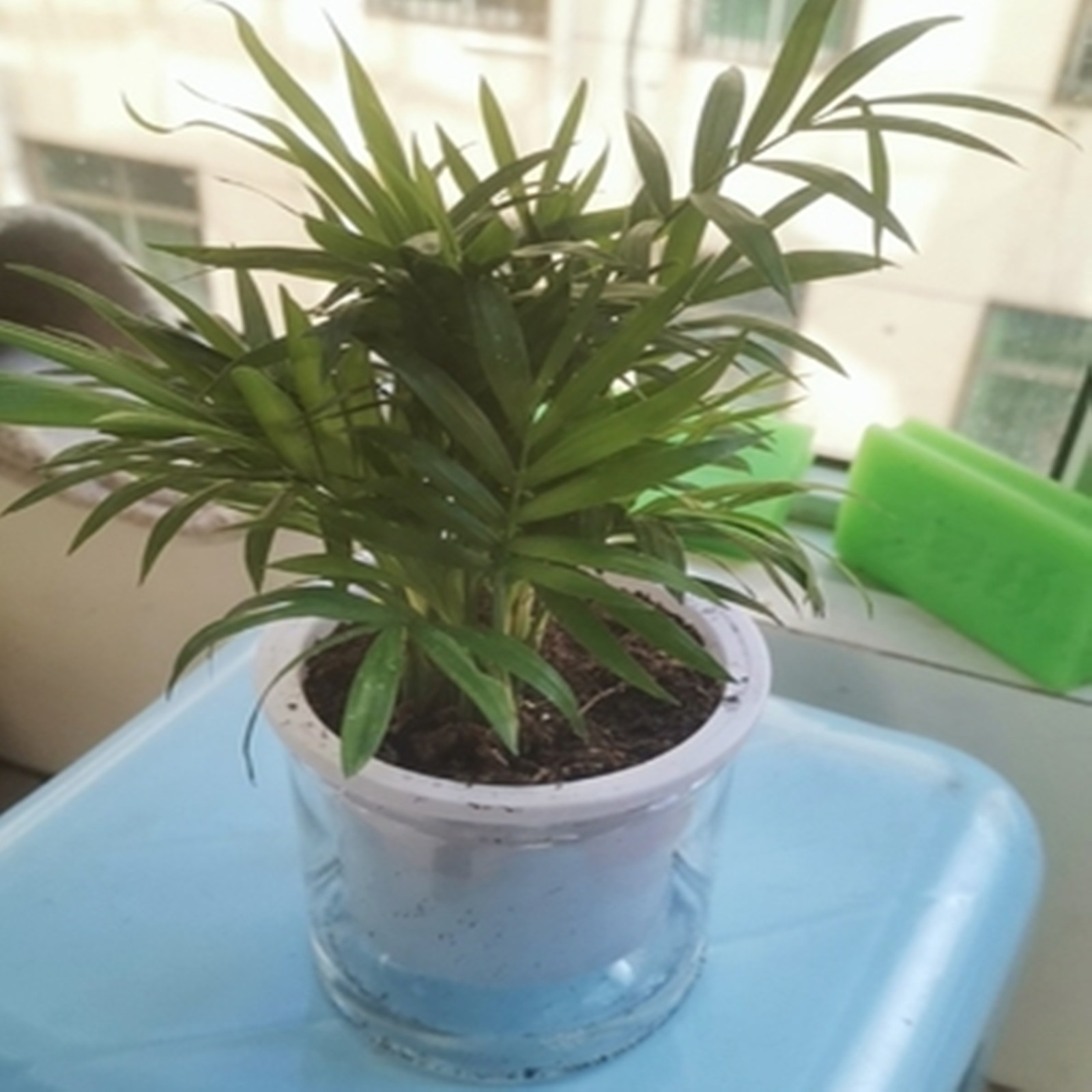 Self Watering Planter Pots Min - Japanese Garden Bonsai のレビューと価格