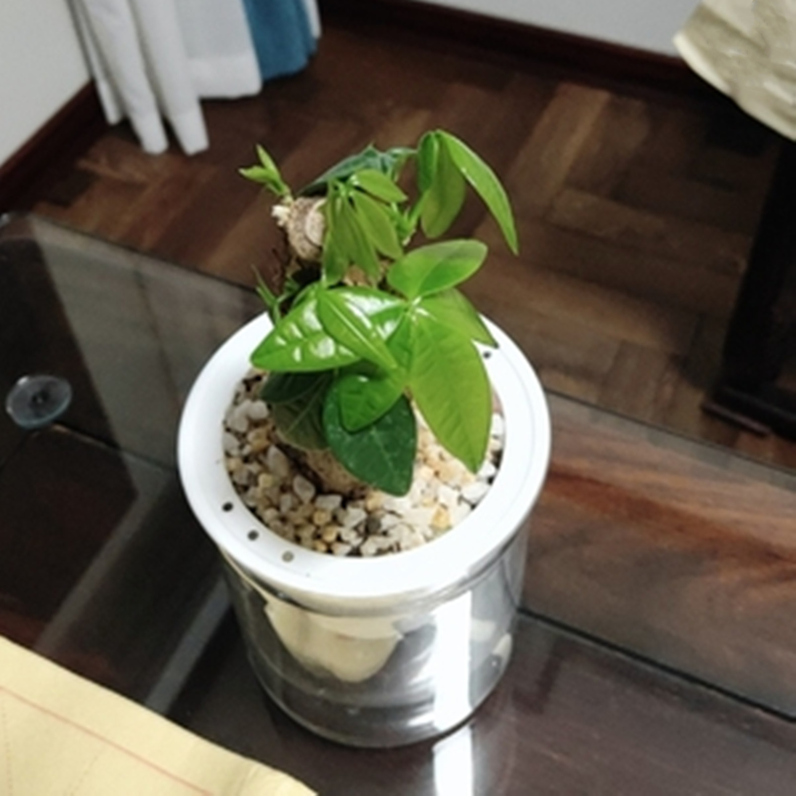 Self Watering Planter Pots Min - Japanese Garden Bonsai のレビューと価格