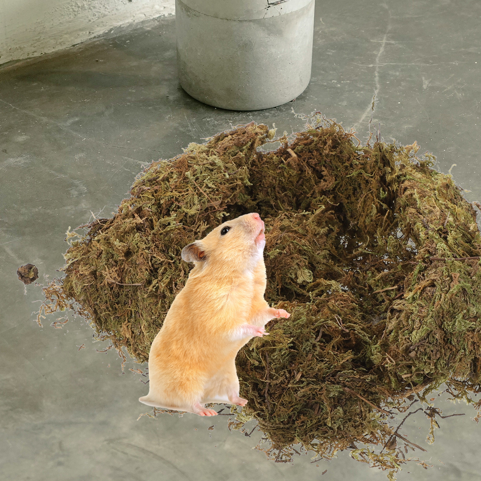 Dried Moss Packs Micro Scene P - Bonsai Garden Decor のレビューと価格