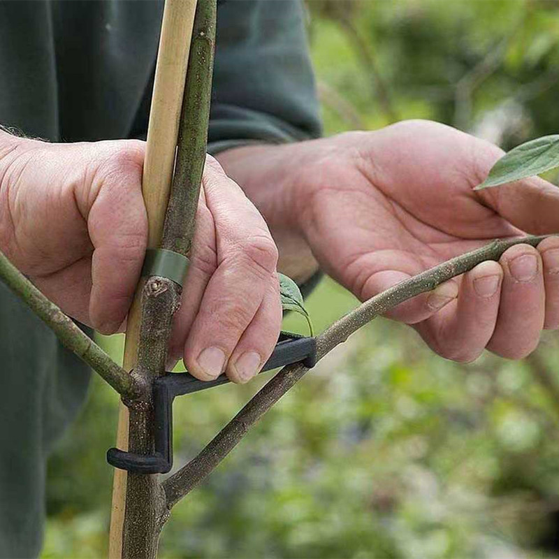 10-30Pcs Fruit Tree Clips Plan - Bonsai Garden Tools のレビューと価格